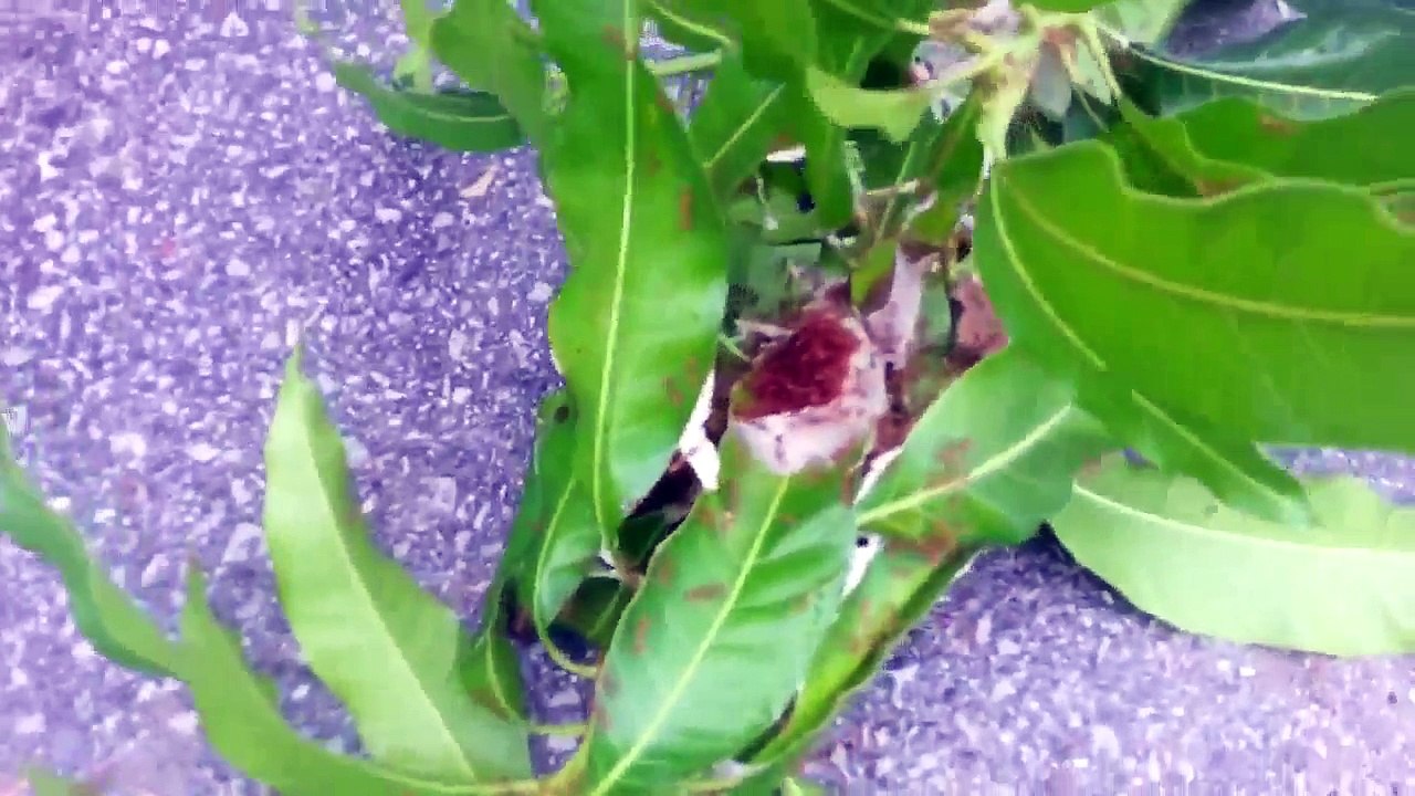 Défi débile  mettre des fourmis rouges dans son slip.... OUCH