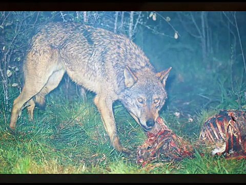 CONFESIONES DE INVIERNO - FELINO