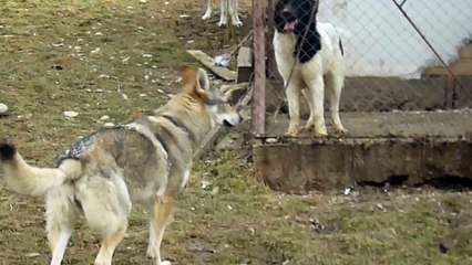 Ceobanesc cehoslovac, lup salbatic si ciobanesc de bucovina