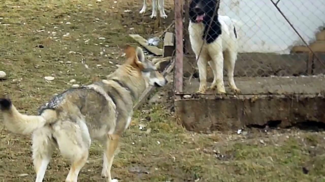 Ceobanesc cehoslovac, lup salbatic si ciobanesc de bucovina
