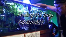 Finding the Baby Piranhas