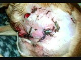 911 emergency call Pit Bull dog attack sanford terrier
