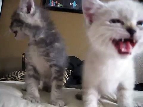 Kismet Kittens: Cute Kittens Crying