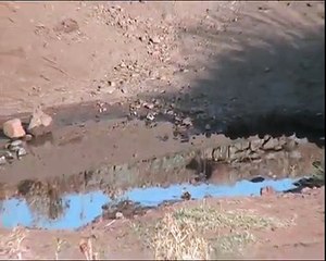 Jilgueros abrevando al orto