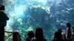 Philippine coral reef diver show at California Academy of Science in San Francisco