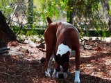 boxers young and old