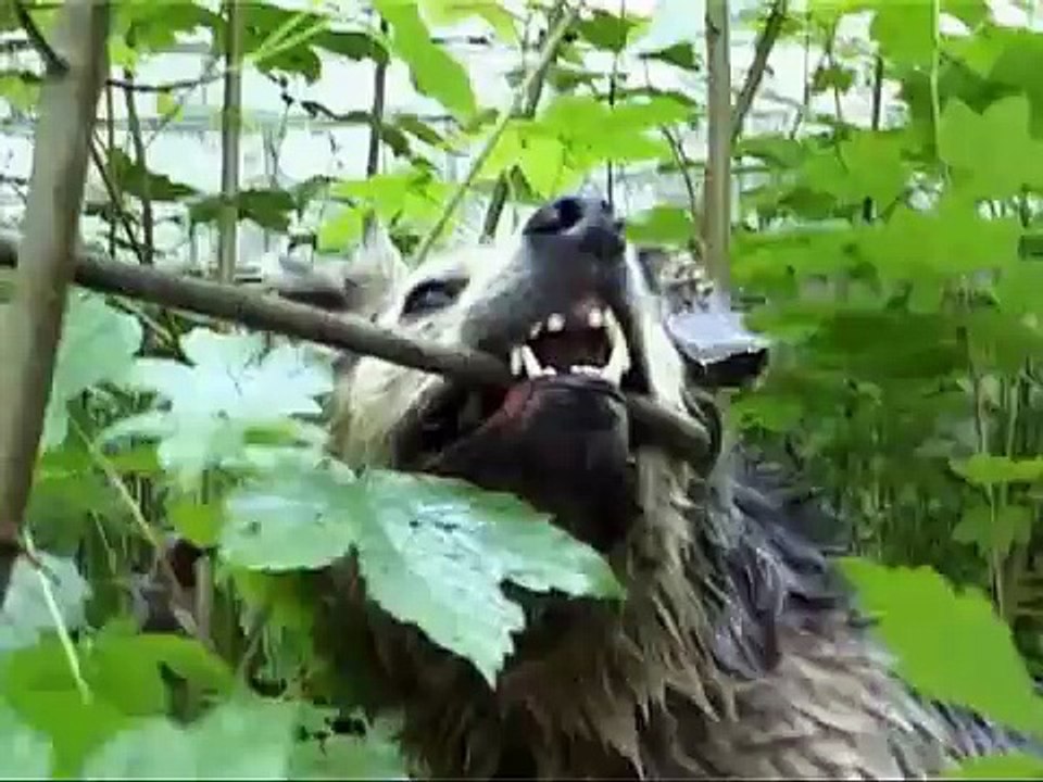 "Ты Нам Нужен" приют для собак и кошек-инвалидов часть 1