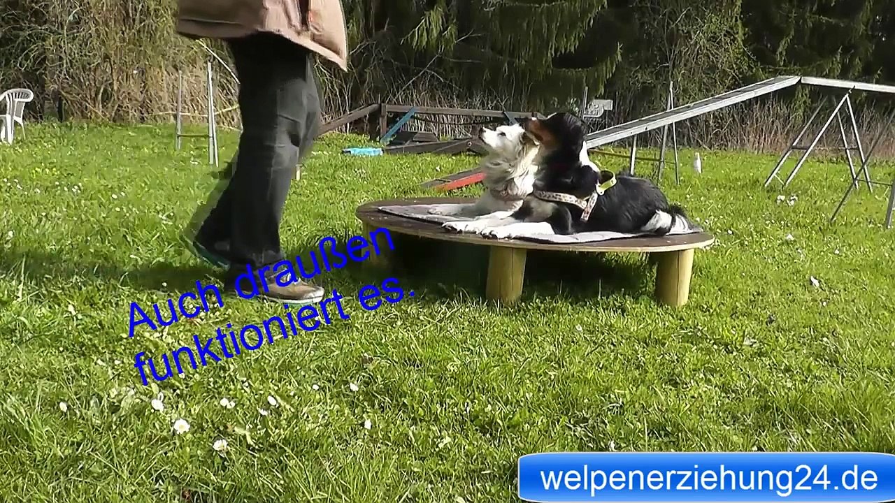 Mehr Hunde webinar