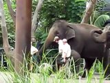 Baby Luk Chai - Taronga Zoo