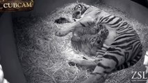 Cute cubs: Rare Sumatran tigers born in London Zoo