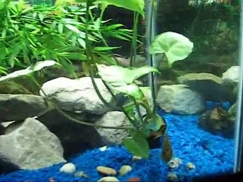 African Cichlids