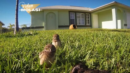 SEVİMLİ BAYKUŞ DANSI