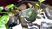 habitat de mis tortugas de orejas rojas
