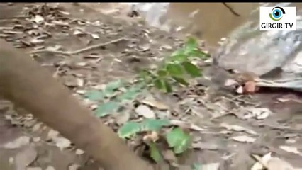 Elektrikli Yılan Balığı Timsahı Resmen Suda Haşlıyor....