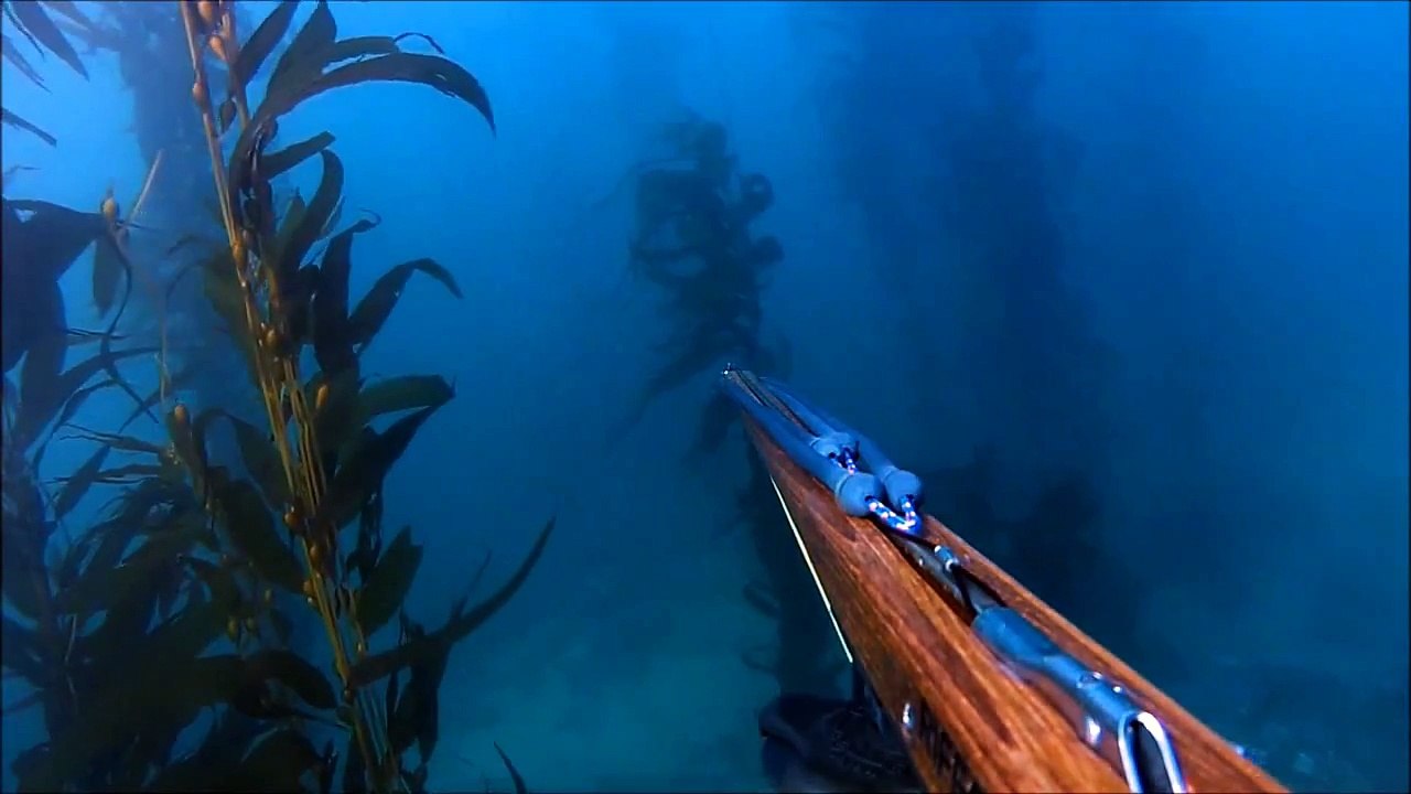 Spearfishing (Freediving) in So-Cal - My First Halibut in 2012