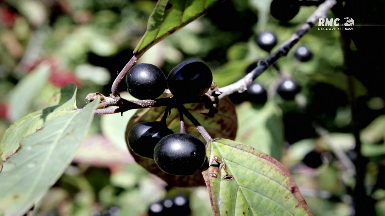 Les OVNIS Envahissent l'Europe - Rencontres suspectes HD