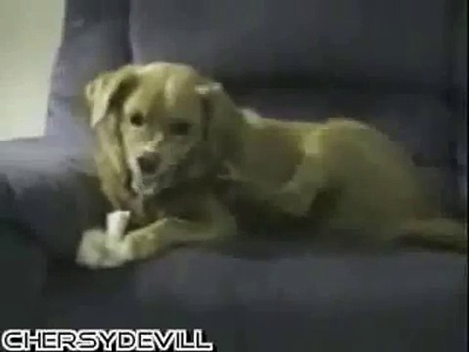 The case of dog attacks own foot