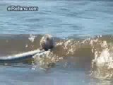 Ratas surfeando