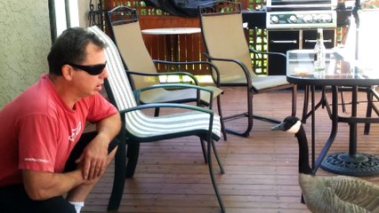 Honky Talk Goose : man who talks to goose