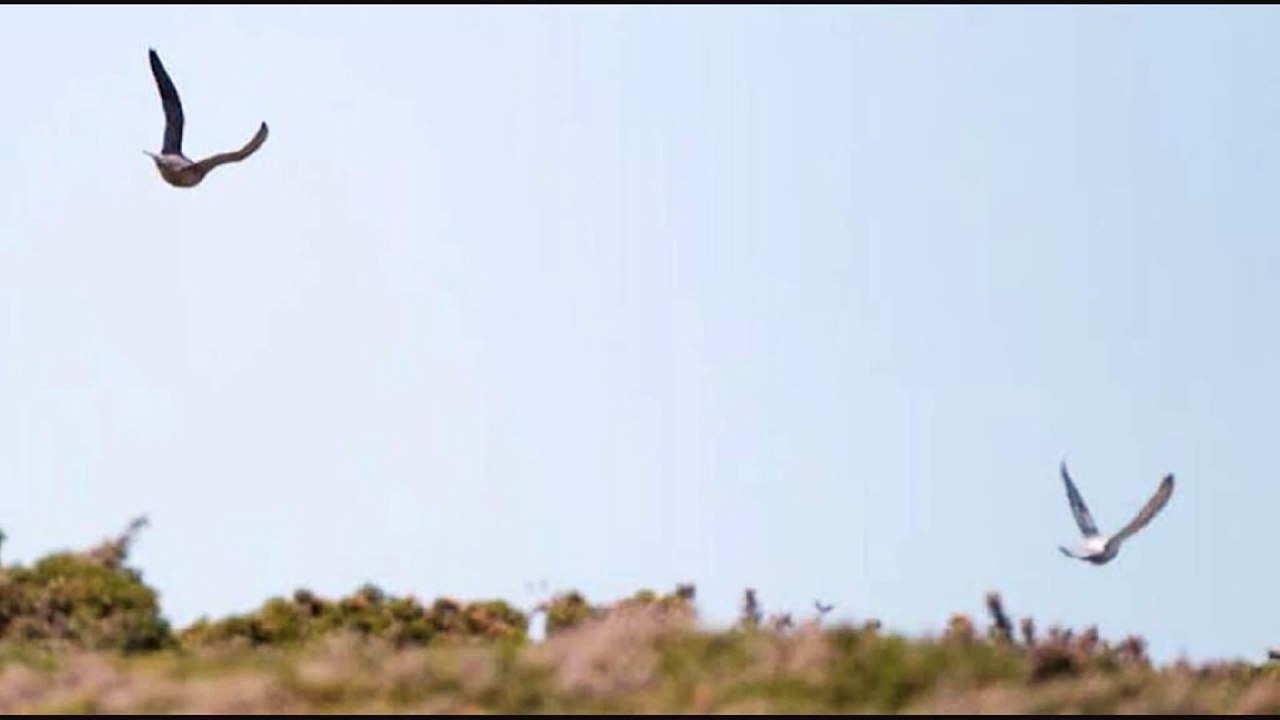 Still shots of Peregrine Falcons catching a Pigeon.