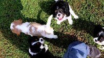 Cavalier King Charles Spaniel Puppies at play outside