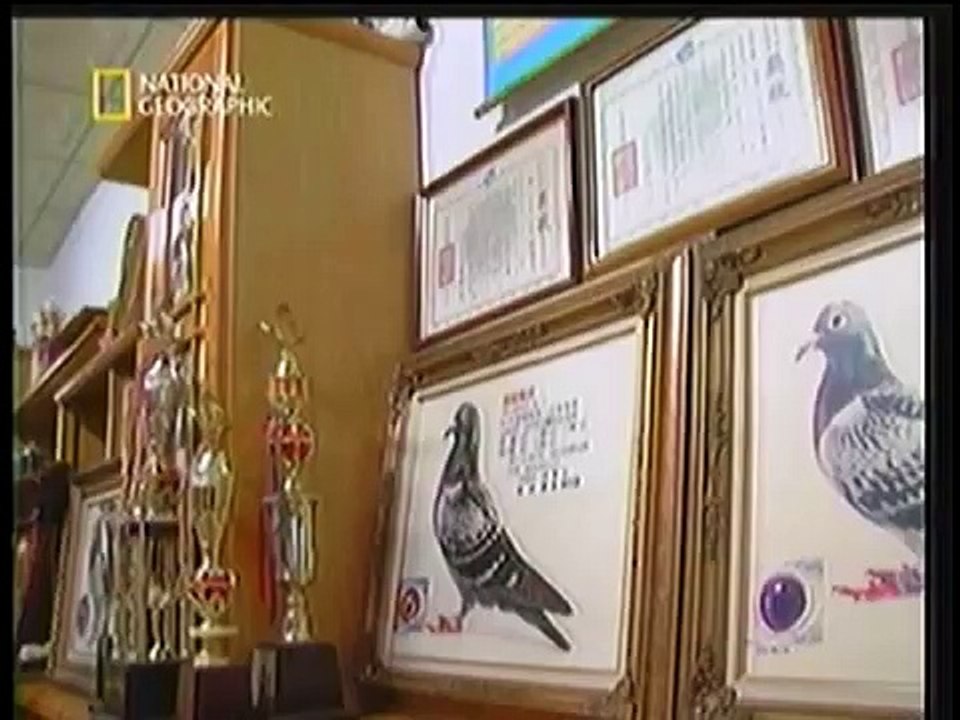 Taiwan to the World   Pigeon Game Part 1