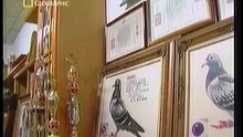 Taiwan to the World   Pigeon Game Part 1