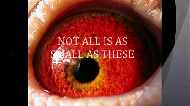 RACING PIGEON , LONG DISTANCE EYE SECRET 1