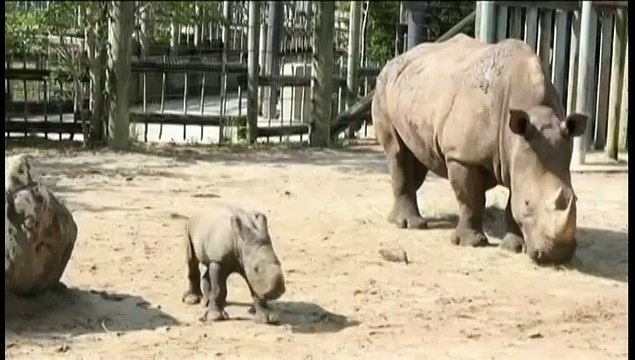 Les premiers pas d'un bébé rhinocéros blanc dans un zoo californien