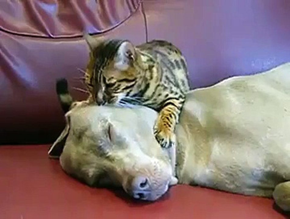 chat_chien_sexualite