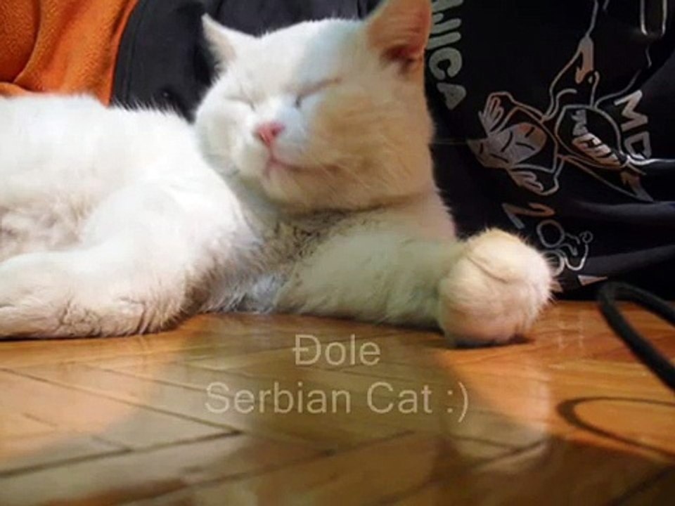 Acoustic Alchemy - Ballad For Kay ~ Serbian Cat Đole