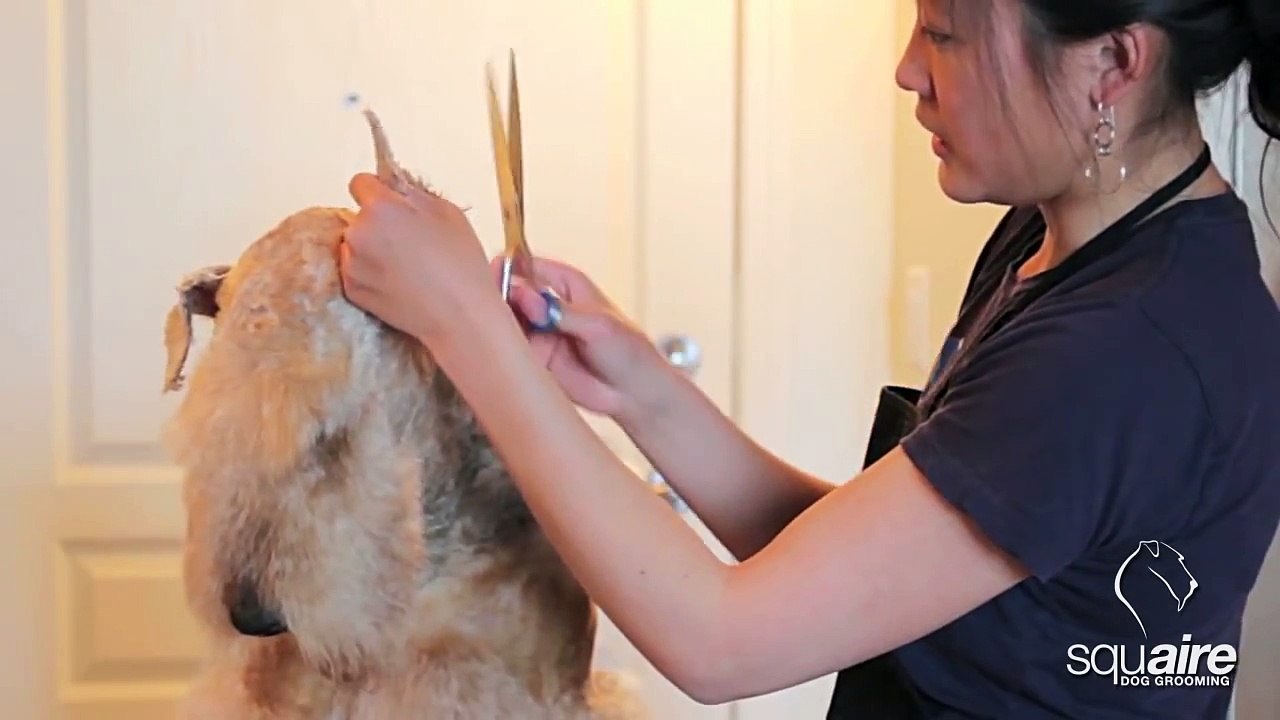 Airedale Grooming - Clipping (4/6) - Scissoring of the Head