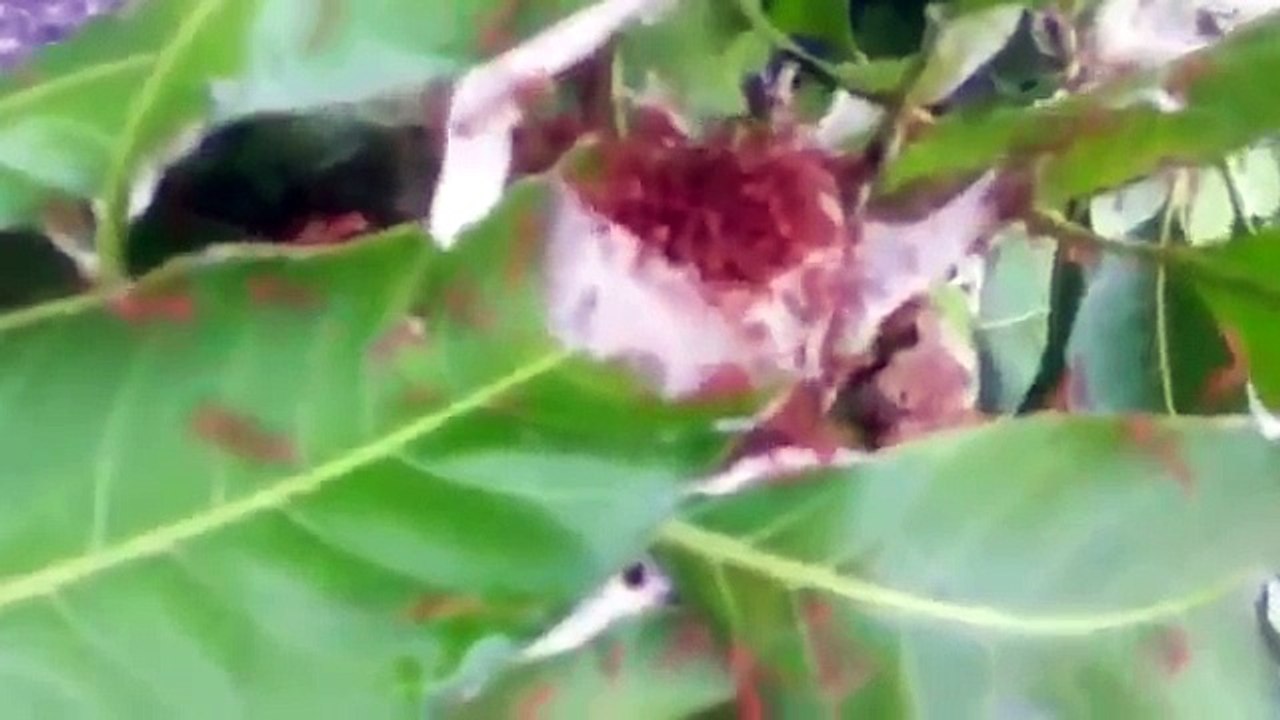 Il met un nid de fourmis rouges dans son slip