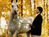 The Arabian Horse*Tribute*