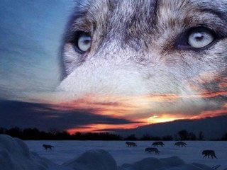 Чёрный Ворон - песня