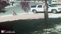 Hero Cat Saves Little Boy From A Dog Attack