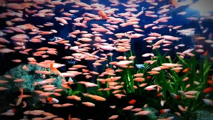 Jenis Ikan - Ikan Hias Air Tawar Untuk Aquarium Menarik