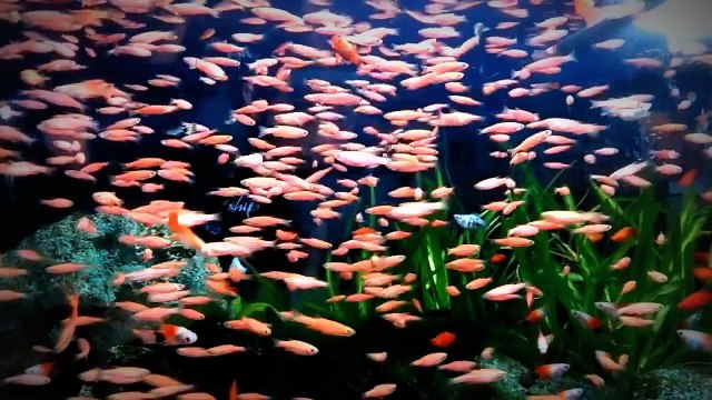 Jenis Ikan - Ikan Hias Air Tawar Untuk Aquarium Menarik