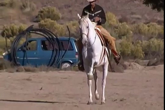 caballo arabe con cuarto de milla educado