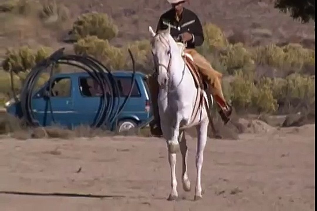 caballo arabe con cuarto de milla educado