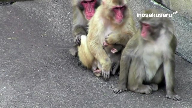 Poor baby monkey drinking breast milk