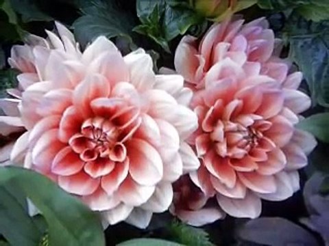 In Time - Engelbert Humperdinck