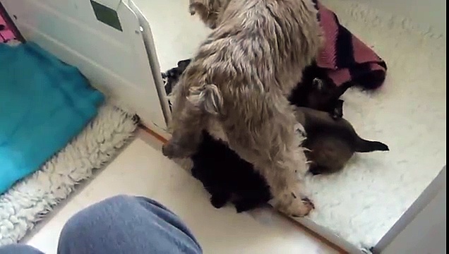 Feeding time for Schnauzer Puppies