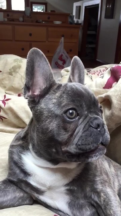 This is what a shocked puppy looks like in slow motion