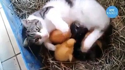 Kedi civcivleri kendi sütüyle besliyor!