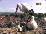 Communication: human / stork - Kommunikation zwischen Mensch und Storch