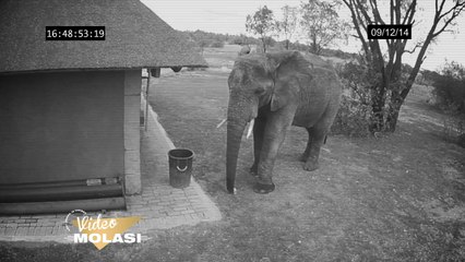 GÜVENLİK KAMERASINA TAKILAN ÇÖP TOPLAYAN FİL