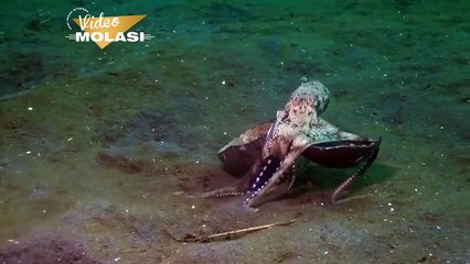 NE YANİ İLK DEFA MI ELİNDE TASLA YÜRÜYEN AHTAPOT GÖRÜYORSUNUZ