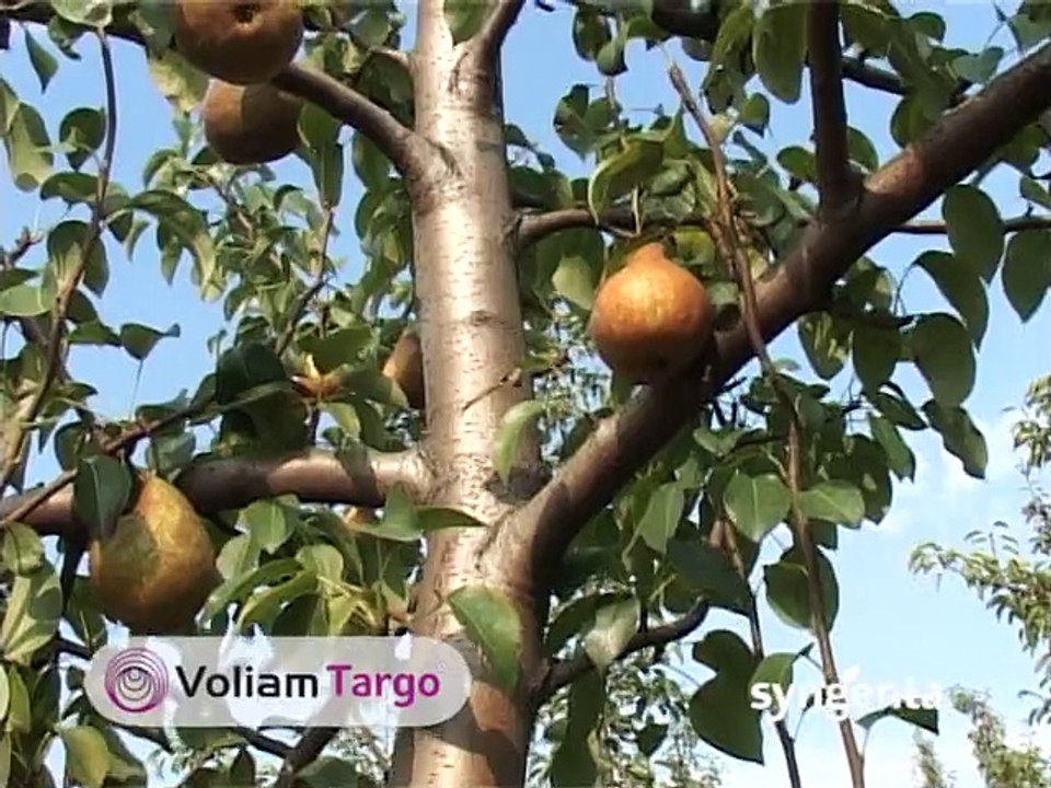 Kukuruz bez korova i pšenica bez bolesti - Syngenta_400_16.05.2015.