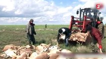 Kazakhstan : 120 000 antilopes saïgas sont mystérieusement décédées